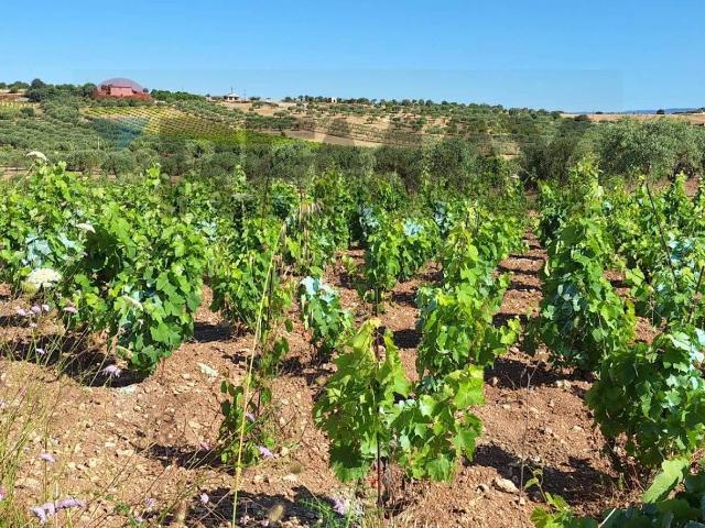 Terreno agricolo in vendita a Noto