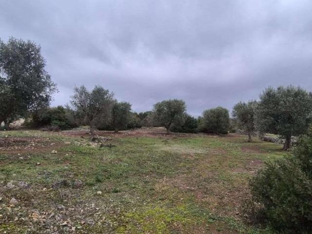 Terreno agricolo in vendita a Ostuni
