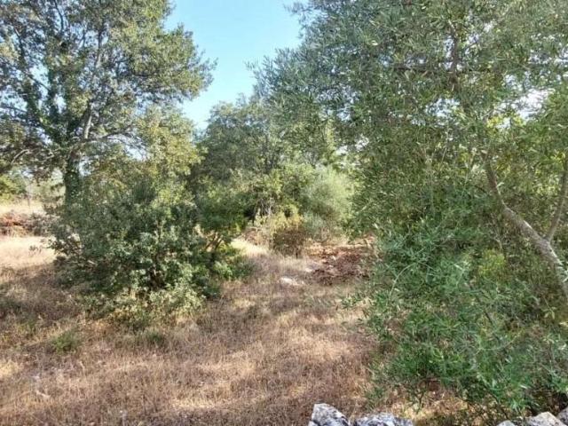 Terreno agricolo in vendita a Ostuni