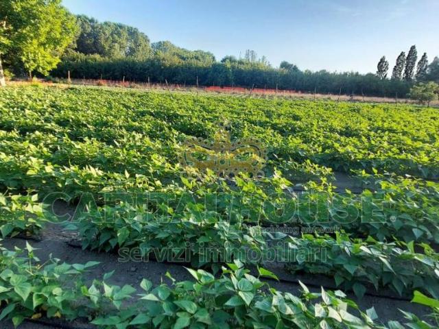 Terreno agricolo in vendita a Ottaviano