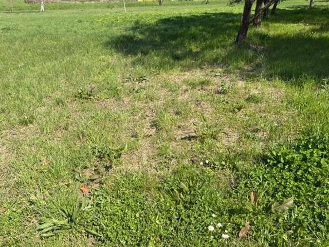 Terreno agricolo in Vendita a Palaia