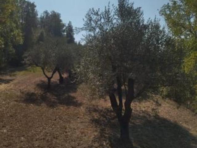Terreno agricolo in vendita a Palaia 46000 mq Rif: 1400375