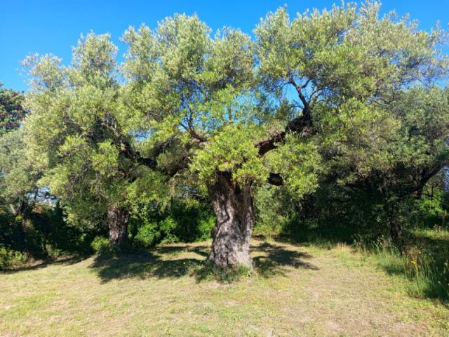 Terreno agricolo in Vendita a Palombara Sabina