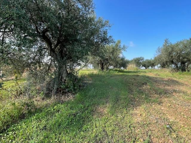 Terreno agricolo in Vendita a Partinico