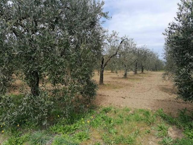 Terreno agricolo in vendita a Perignano Casciana Terme Lari 10260 mq Rif: 1319002