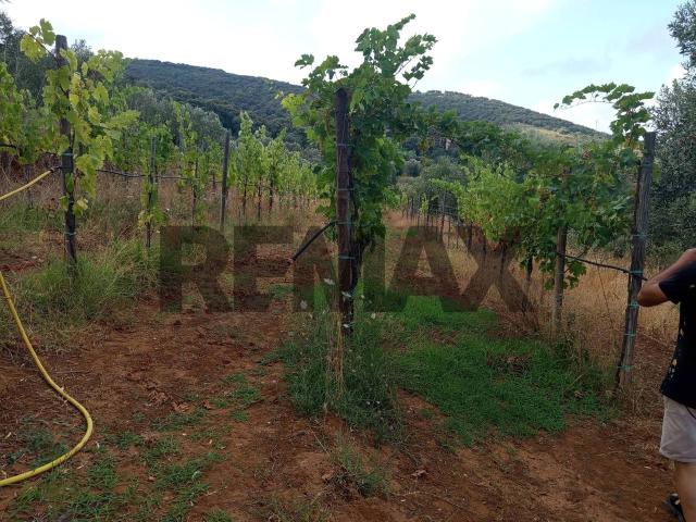Terreno agricolo in vendita a Piombino