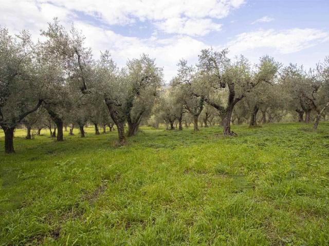 Terreno agricolo in vendita a Poggio Mirteto