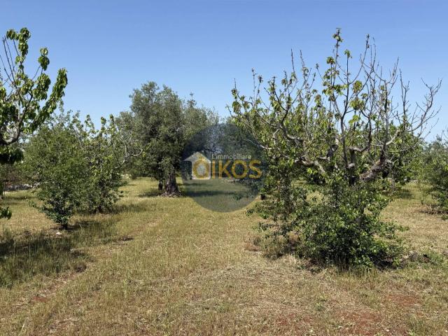 Terreno Agricolo in vendita a Polignano a Mare, Chiesa Nuova Triggianello
