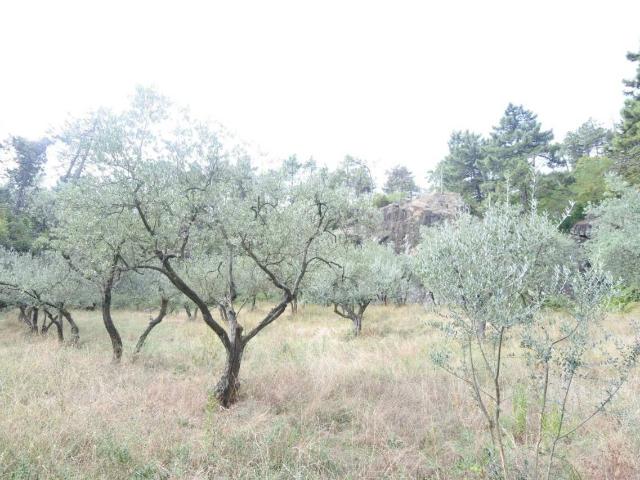 Terreno agricolo in vendita a Prato