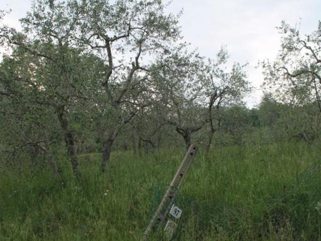 Terreno agricolo in vendita a Rimini