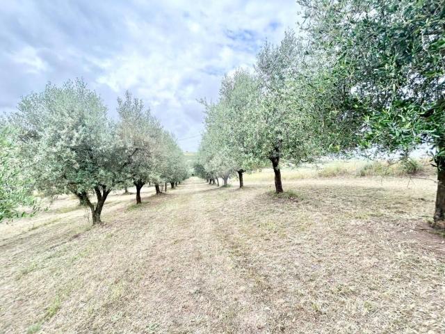 Terreno agricolo in vendita a Roma