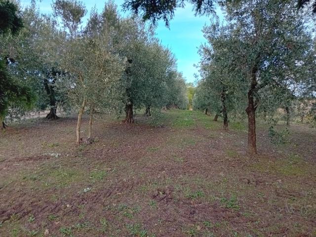 TERRENO AGRICOLO in VENDITA a ROCCASTRADA LASCHI