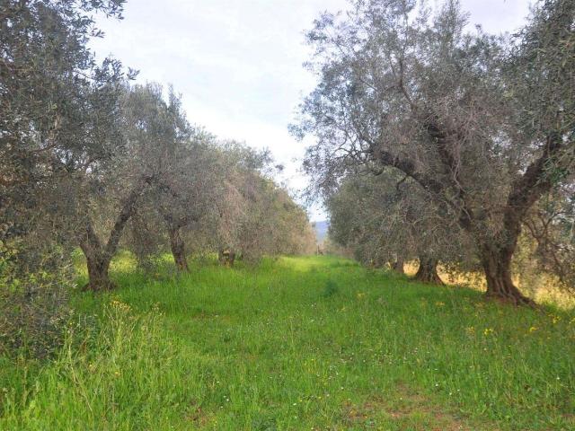 Terreno agricolo in vendita a Rosignano Marittimo