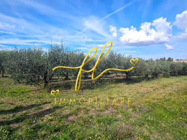 Terreno agricolo in vendita a Rosignano Marittimo