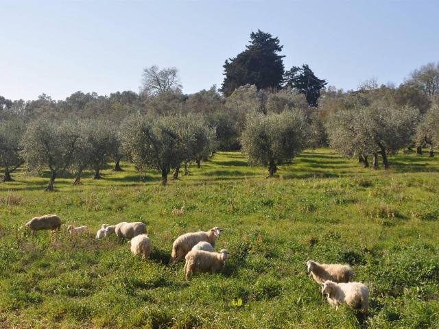 Terreno agricolo in vendita a Rosignano Marittimo