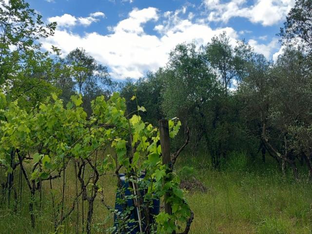 TERRENO AGRICOLO in VENDITA a SCANDICCI GIOGOLI