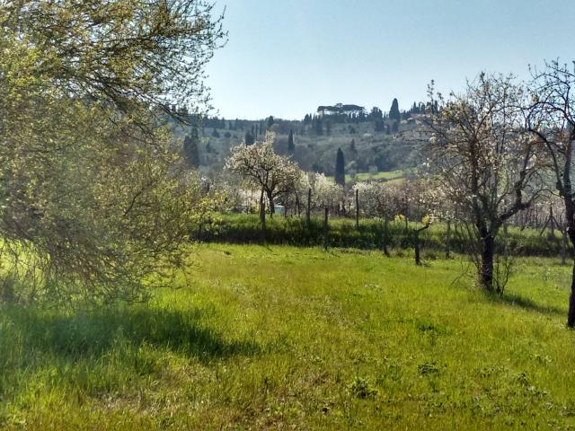 TERRENO AGRICOLO in VENDITA a SCANDICCI RINALDI