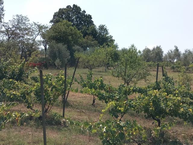 TERRENO AGRICOLO in VENDITA a SCANDICCI VIGLIANO