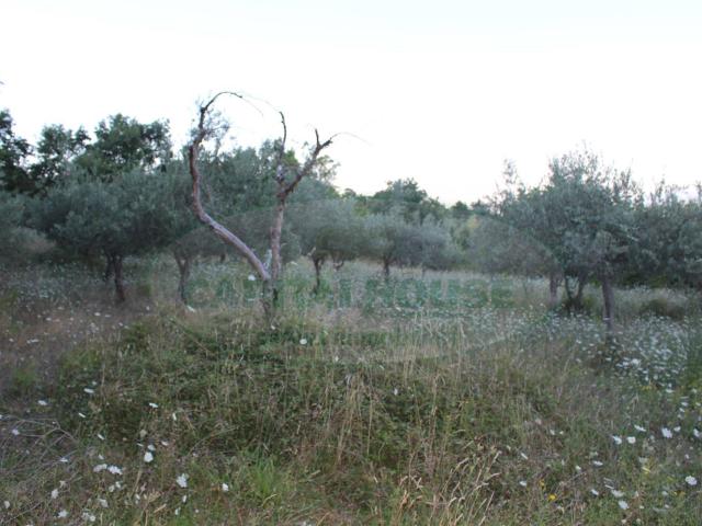 Terreno agricolo in vendita a Sant'Angelo a Scala