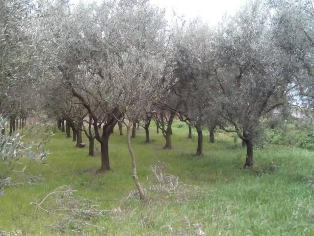 Terreno agricolo in vendita a San Giuliano Terme