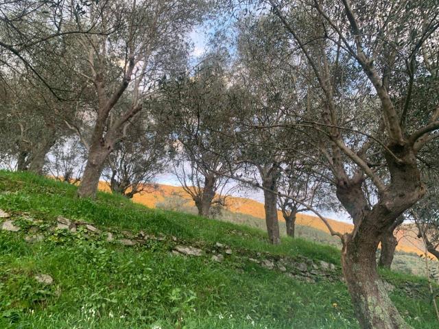 Terreno agricolo in vendita a San Giuliano Terme