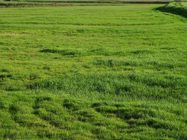 Terreno agricolo in Vendita a San Miniato