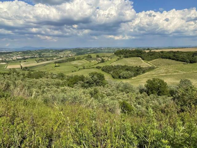 Terreno agricolo in vendita a San Miniato