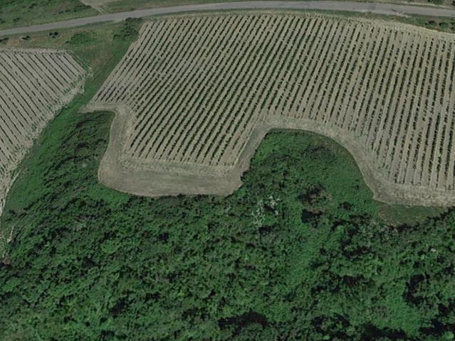 Terreno Agricolo in vendita a San Miniato