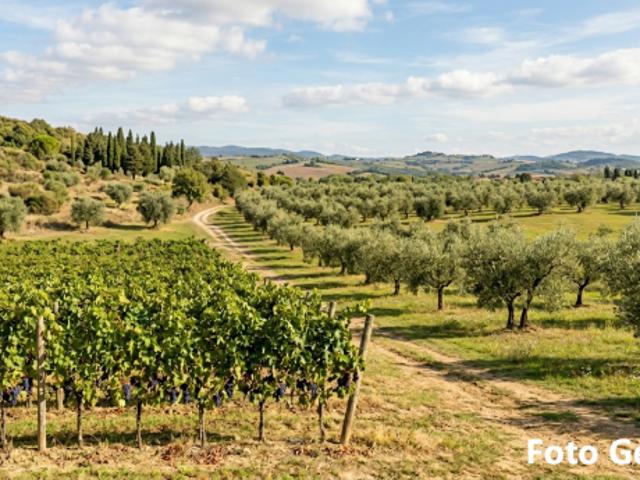 Terreno agricolo in vendita a San Miniato 10790 mq Rif: 1400261