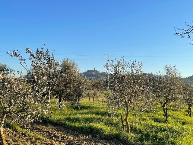 Terreno agricolo in Vendita a San Miniato