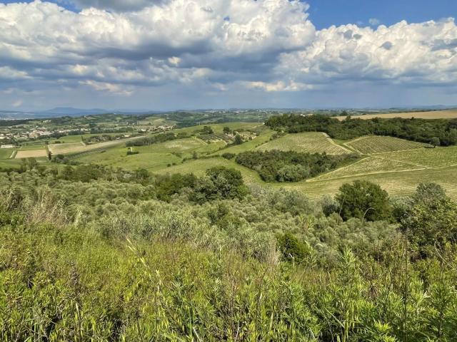 Terreno agricolo in Vendita a San Miniato