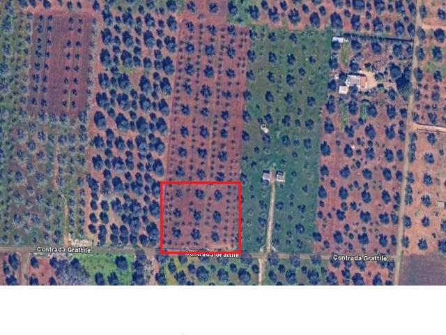 Terreno agricolo in Vendita a San Vito dei Normanni