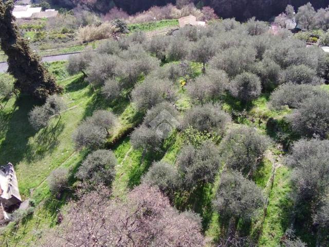 Terreno agricolo in vendita a Sanremo