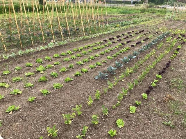 Terreno agricolo in vendita a Sarzana