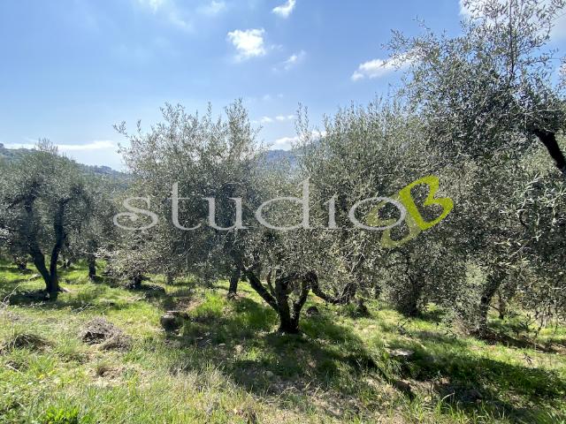 Terreno agricolo in Vendita a Seborga