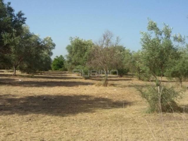 Terreno agricolo in vendita a Siracusa