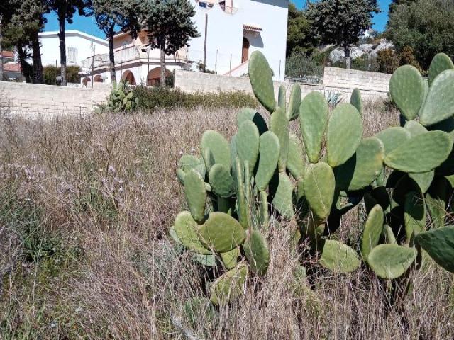 Terreno agricolo in vendita a Siracusa