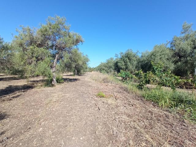 Terreno Agricolo in vendita a Siracusa, Tivoli