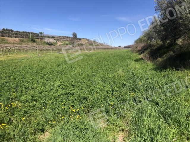 Terreno agricolo in Vendita a Sona
