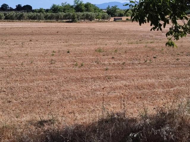 Terreno agricolo in vendita a Sorano