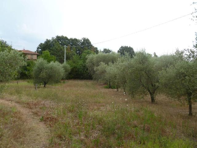 TERRENO AGRICOLO in VENDITA a SORANO SAN GIOVANNI DELLE CONTEE