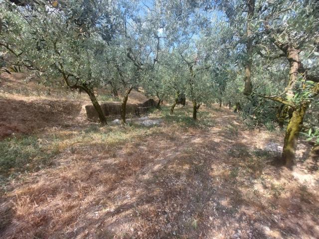 Terreno agricolo in vendita a Spello