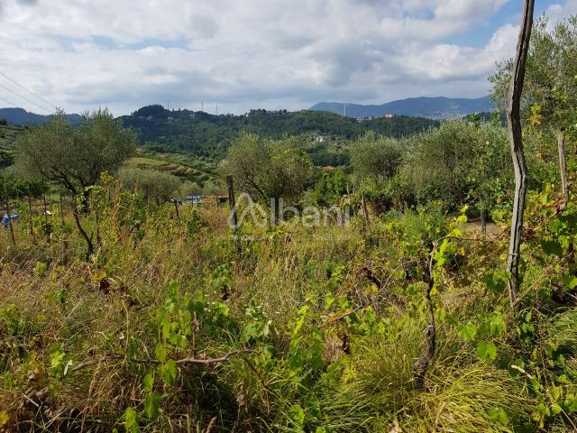 Terreno Agricolo in vendita, Arcola masignano
