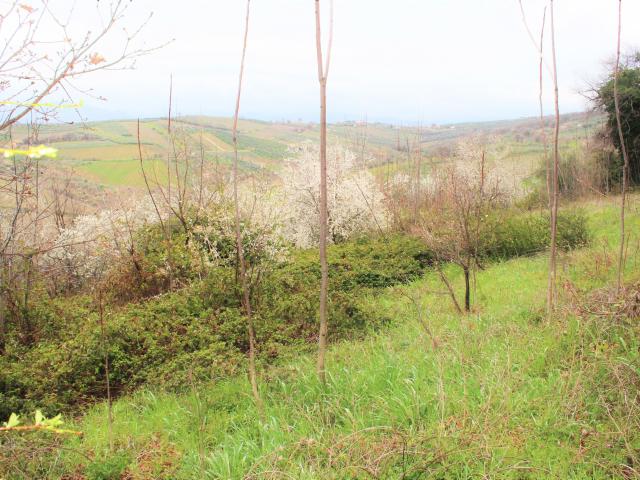 Terreno Agricolo in vendita in via brasile, Mozzagrogna