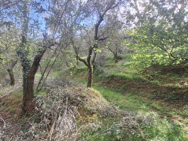 Terreno Agricolo in vendita, Lucca pieve di brancoli