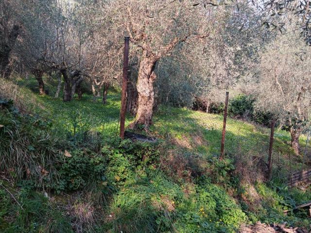 Terreno Agricolo in vendita, Massarosa bargecchia