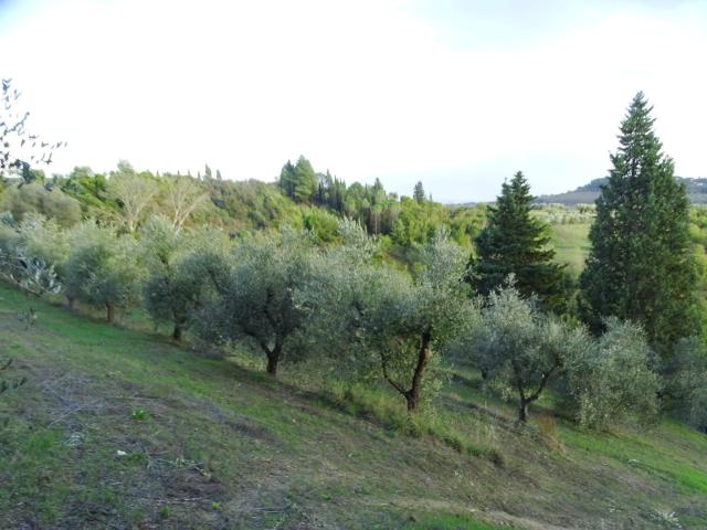 Terreno Agricolo in vendita, San Miniato calenzano