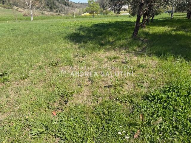 Terreno Agricolo in vendita, Palaia alica baccanella