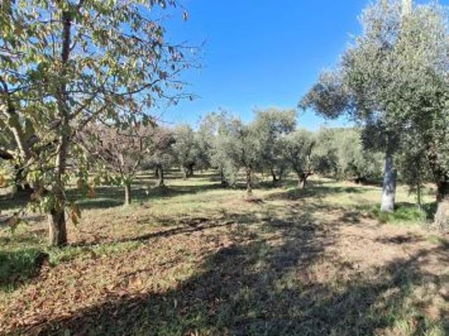 TERRENO AGRICOLO IN VENDITA Palombara Sabina RM