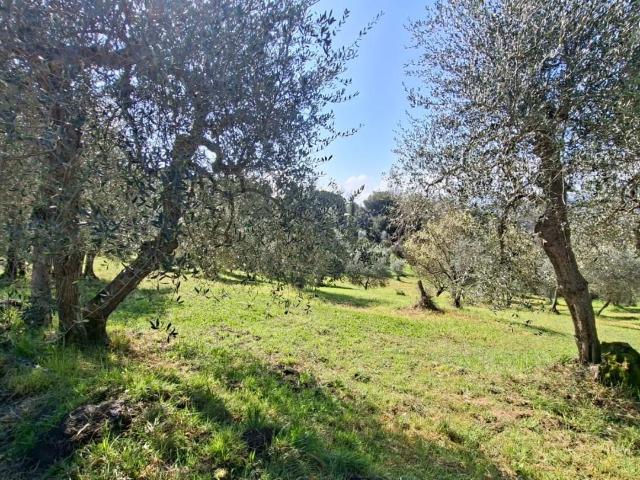Terreno Agricolo in vendita, Peccioli legoli